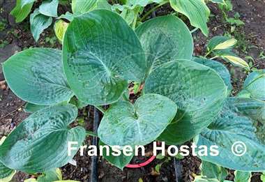 Koylak kiygan ayollar pornosi